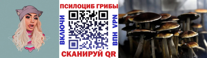 сколько стоит  Буй  Галлюциногенные грибы Psilocybine cubensis 